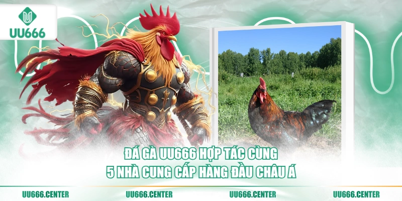 Đá Gà UU666 - Trực Tiếp Nhiều Sảnh Hấp Dẫn 1 da-ga-uu666-hop-tac-cung-5-nha-cung-cap-hang-dau-chau-a
